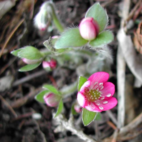 Hepatica nobilis red